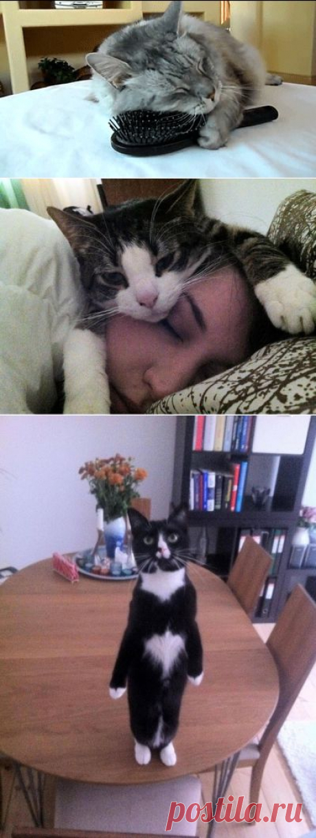 Признаки того, что ваш кот вас очень любит