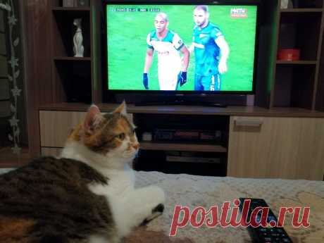 Кошка Милана просто обожает смотреть футбол по телевизору (фото) | О кошках и не только | Яндекс Дзен