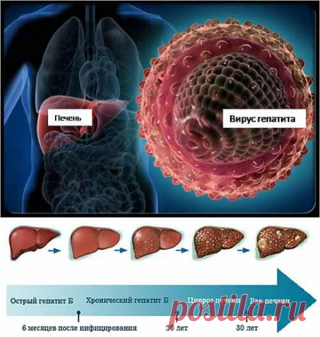 Как передается гепатит С от человека к человеку и профилактика
