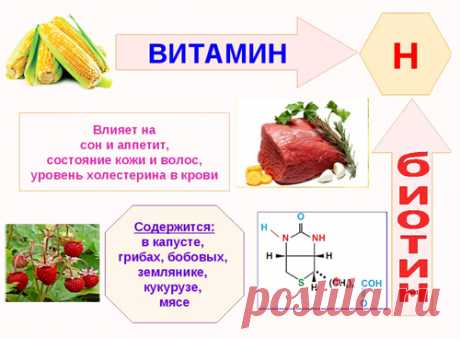 Витамин B7 (Биотин, витамин Н, коэнзим R) - влияние на организм, польза и вред, описание - www.calorizator.ru