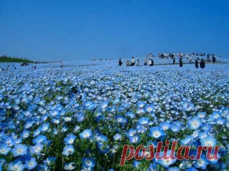 Японский сад цветов «Hitachi Seaside Park» | MerCi