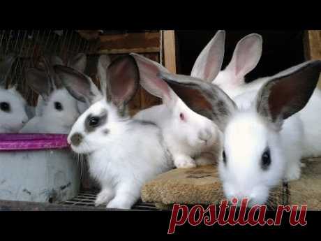 Болезни кроликов: симптомы и лечение. Важно знать!