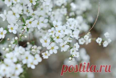 Обои для телефона цветы белые маленькие лепестки цветение веточка ветка растение простота макро