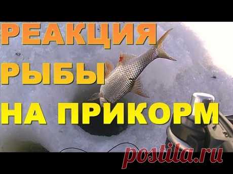 РЕАКЦИЯ  РЫБЫ  НА  ПРИКОРМКУ !!! - YouTube