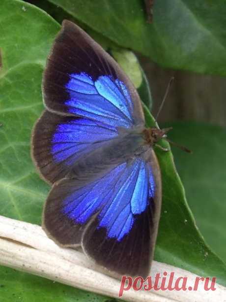 Japanese Oak-blue [Arhopala japonica]. It is found in Indochina, Japan, the Ryukyu Islands, the Korean Peninsula and Taiwan.  |   Pinterest • Всемирный каталог идей