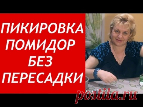 Супер способ!!! ПИКИРОВКА помидор БЕЗ ПЕРЕСАДКИ!!! Рассада томатов