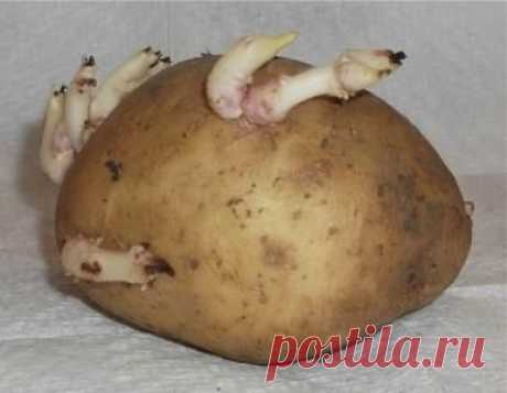 А картошечка не только для еды! | Наш дом   Проросшая картошка от воспаления суставов