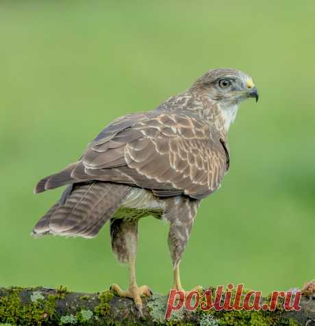 DSC1394  Buzzard... Common Buzzard - Buteo Buteo    The common buzzard (Buteo buteo) is a medium-to-large bird of prey whose range covers most of Europe and extends into Asia. Over much of its range, it is resident year-round, but birds from the colder parts of the Northern Hemisphere typically migrate south (some well into the Southern Hemisphere) for the northern winter.  This broad-winged raptor has a wide variety of plumages, and in Europe can be confused with the simi...