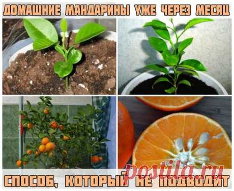 ДОМАШНИЕ МАНДАРИНЫ УЖЕ ЧЕРЕЗ МЕСЯЦ. СПОСОБ, КОТОРЫЙ НЕ ПОДВОДИТ.