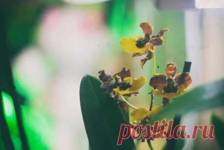 Орхидея отцвела: что делать с цветоносом. | Ярина Яриловец и ее орхидеи. | Яндекс Дзен