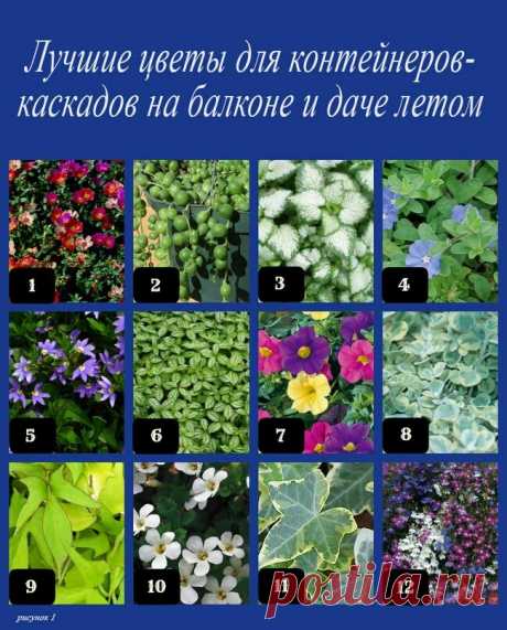 24 лучших цветка для «висячего сада» на балконе и на даче летом: название + картинка | Дача - это маленькая жизнь | Яндекс Дзен