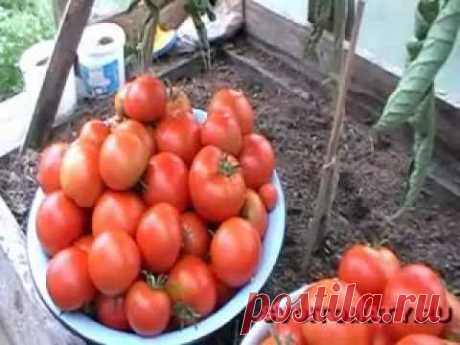 д) Видео уроки по выращиванию томатов | Все про помидоры