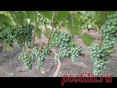 Зеленые операции на винограднике в июле