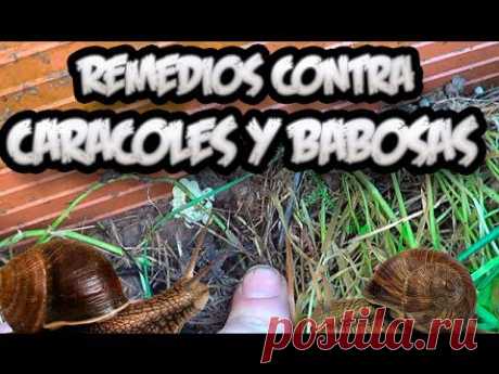 10 Metodos Contra Los Caracoles Y Babosas || Caseros Y Ecologicos || La Huertina De Toni