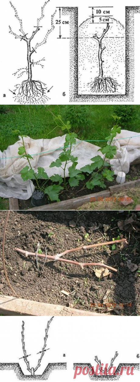Так рекомендуют выращивать( под наклоном в 45*) и обрезать на три почки виноград первогодку, независимо от длины выросшей за лето лозы.