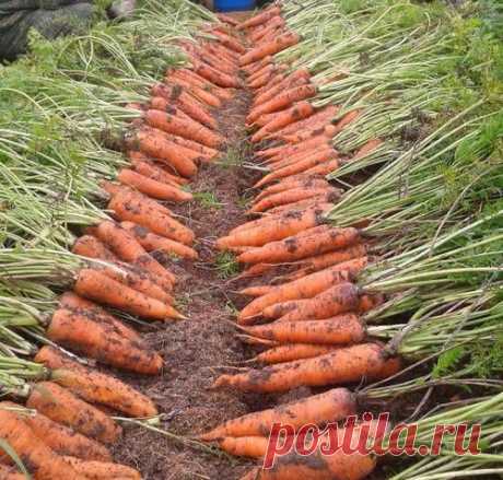 Как на 2,4 м² получить урожай моркови, которого хватит до следующего сезона | Дачный участок
