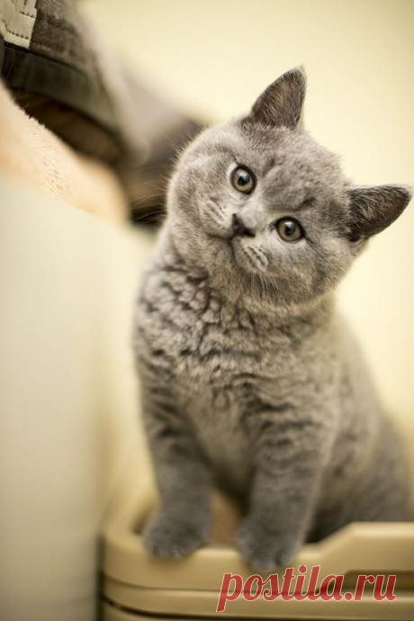 Billy ~ He's a British Shorthair and a huge purr machine!