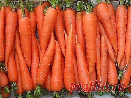 Для морковки - марганцовка !!!
Морковка – превосходный овощ, без которого уже никак не обойтись. Вот только хорошие урожаи бывают не всегда. А, ведь так обидно, порой, вкладываешь столько сил и энергии в морковные грядки, а в итоге получаешь тоненькие, искореженные, червивые крючки, которые годятся разве что на корм животным. Может быть, мы просто чего-то не делаем, или делаем не так как нужно? Ну, например, для того чтобы ненароком не привлечь при прореживании моркови мор...