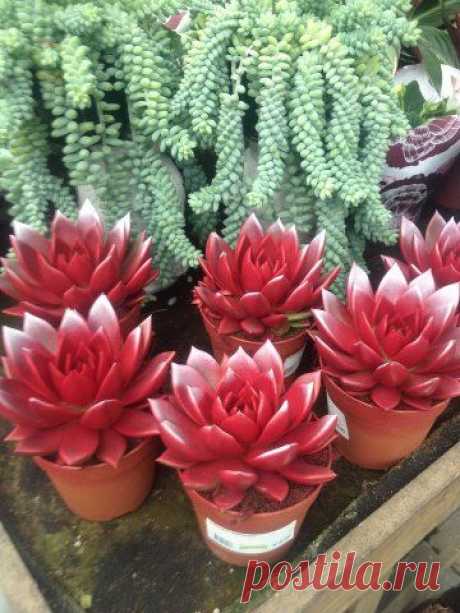 Echeveria baby sugar