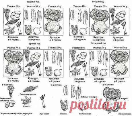 Чередование культур на огородном участке.