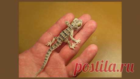 Лепим геккона из полимерной глины. Часть 1 – Ярмарка Мастеров