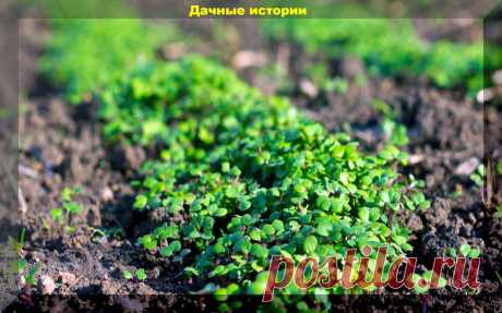 Сидераты, которые можно посеять весной: причины сеять сидераты, или идеальное удобрение своими руками | Дачные истории | Яндекс Дзен
