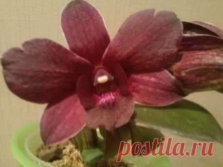 Орхидеи.
Dendrobium  Christmas Red Mai