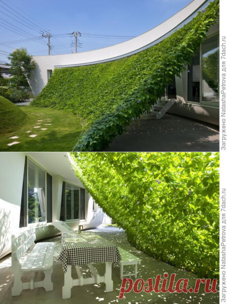Живые шторы из растений: экологично и экономично