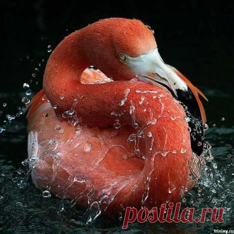 Красный фламинго (Phoenicopterus ruber).