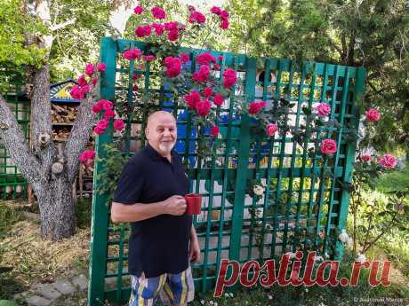 Плетистые розы. Два метода выращивания и обрезки | Дневник отчаянных пенсионеров | Яндекс Дзен