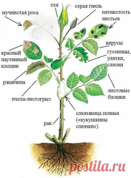 12 причин угнетающие розу. Болезни и вредители роз.