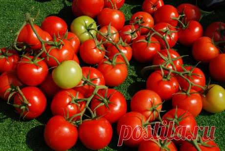10 способов повысить урожай томатов