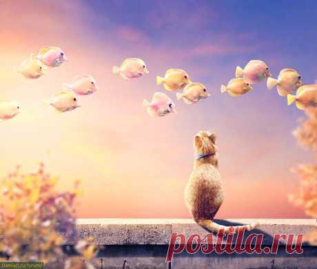 Создаем коллаж «Кот и летающие рыбки» - Demiart Photoshop