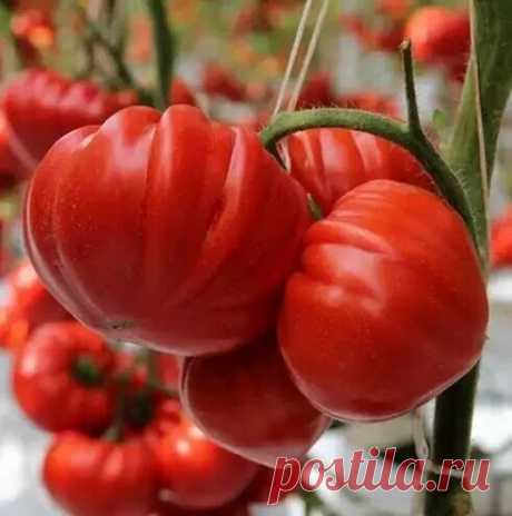 Сахарные розовые томаты: 4 гибрида, которые вкуснее сортов | В саду у Валентинки | Яндекс Дзен