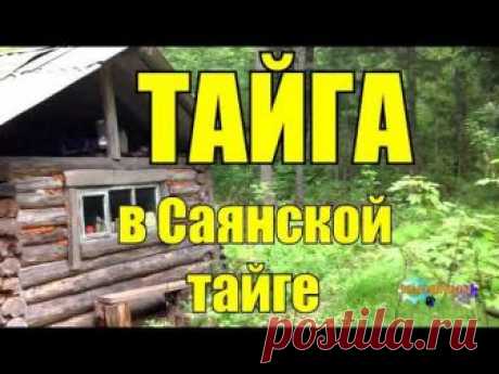 ТАЙГА В Саянской Тайге