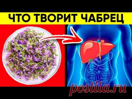 Аптечка Под Ногами...Вот Что Творит Тимьян, Он Же Чабрец! Реальная Польза и Вред Чабреца (Тимьяна)