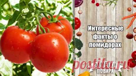 Интересные факты о помидорах 
#факты #заметки_повара