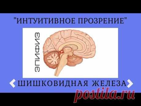 ШИШКОВИДНАЯ ЖЕЛЕЗА (эпифиз) - «место обитания души»/ третий глаз