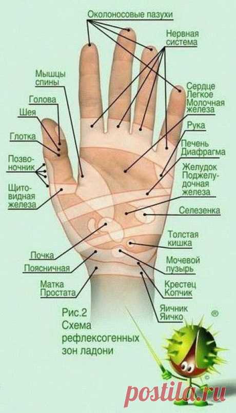 РЕФЛЕКСОГЕННЫЕ ЗОНЫ ЛАДОНИ (Код в 1 коммент.) | Блог. Елена Галкина | Группы Мой Мир