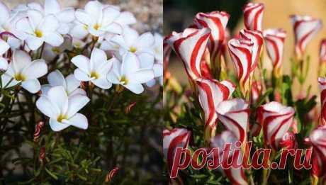 Цветок оксалис версиколор: посадка и уход в домашних условиях