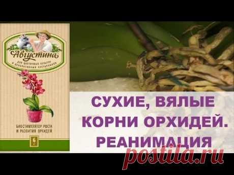 СУХИЕ, ВЯЛЫЕ КОРНИ ОРХИДЕЙ. РЕАНИМАЦИЯ / ORCHID. DRY ROOTS