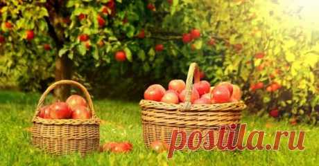 Яблочный Спас 19 августа: Вот что стоит сделать, чтобы весь год провести в изобилии!