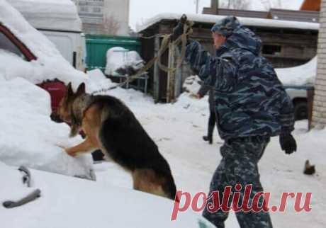 Полицейские служебные собаки: задержание преступника