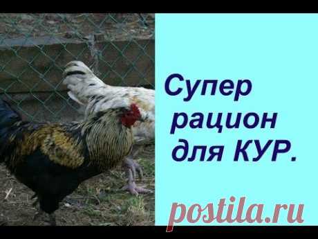 Супер рацион для КУР. | Feeding chickens.