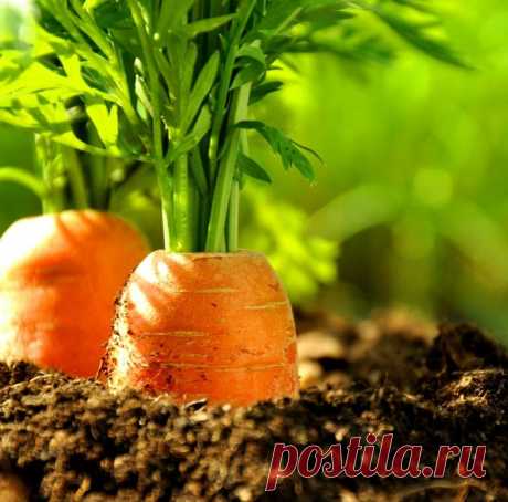 Как вырастить морковь без морковной мухи: это трюк сохранит вам урожай. Вся процедура состоит из 2-х простых действий. Запоминайте.