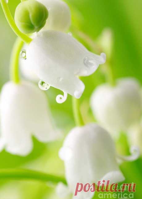 lily-of-the-valley-boon-mee.jpg (500×700)