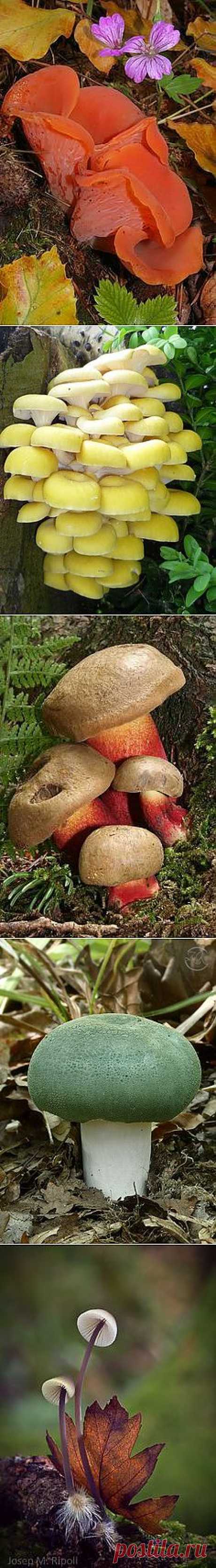 Paddenstoelen