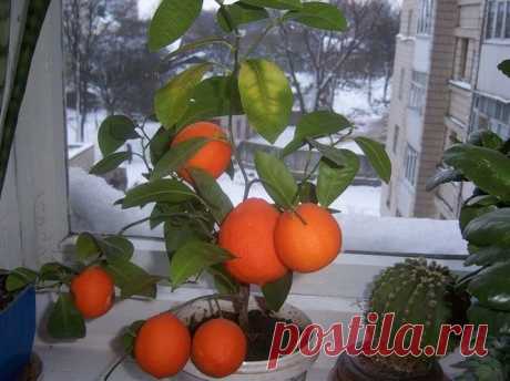 Выращиваем мандарин из косточки в домашних условиях | Domosedkam.ru