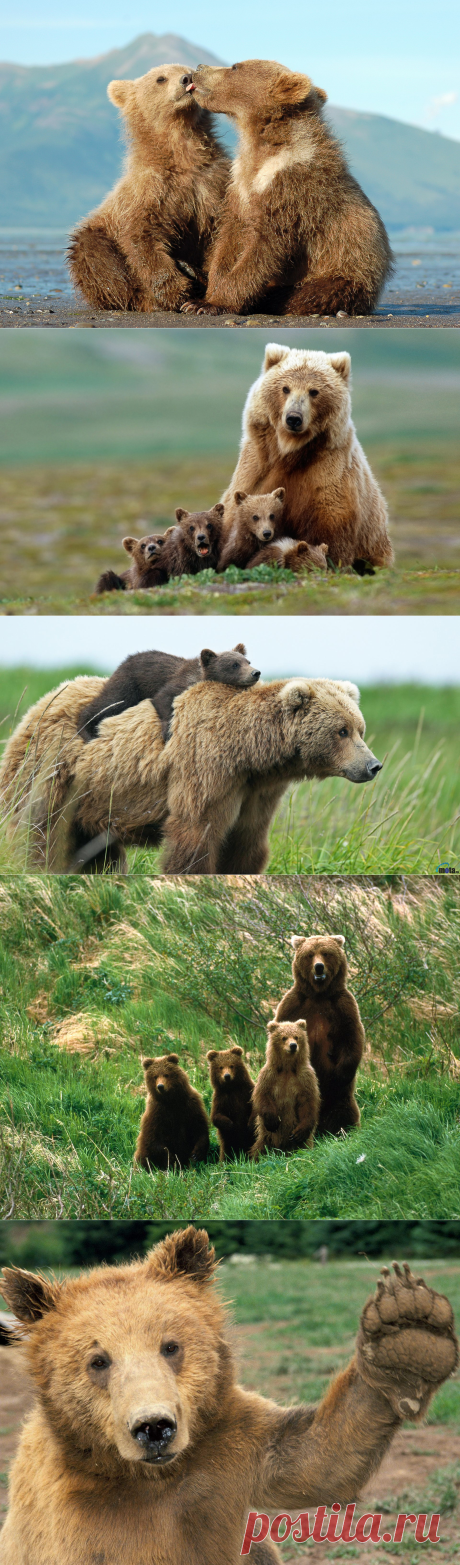 Медведи: фото медведей. Фотографии медведиц с медвежатами.