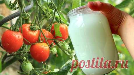 Прокисшее молоко – прекрасная подкормка рассады томатов + защита от вредителей. Подходит такая молочная подкормка и для домашних растений.